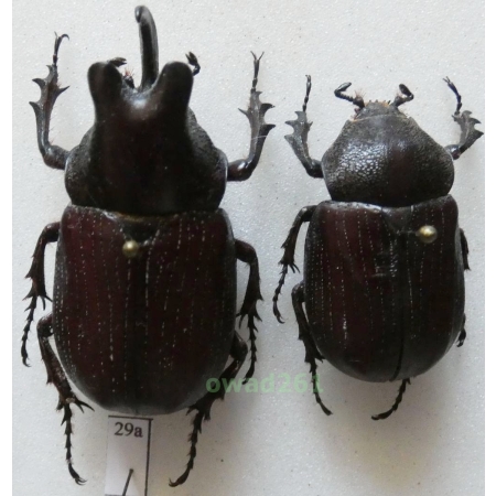 Coelosis biloba (Linnaeus, 1767) pair 45mm Peru29a
